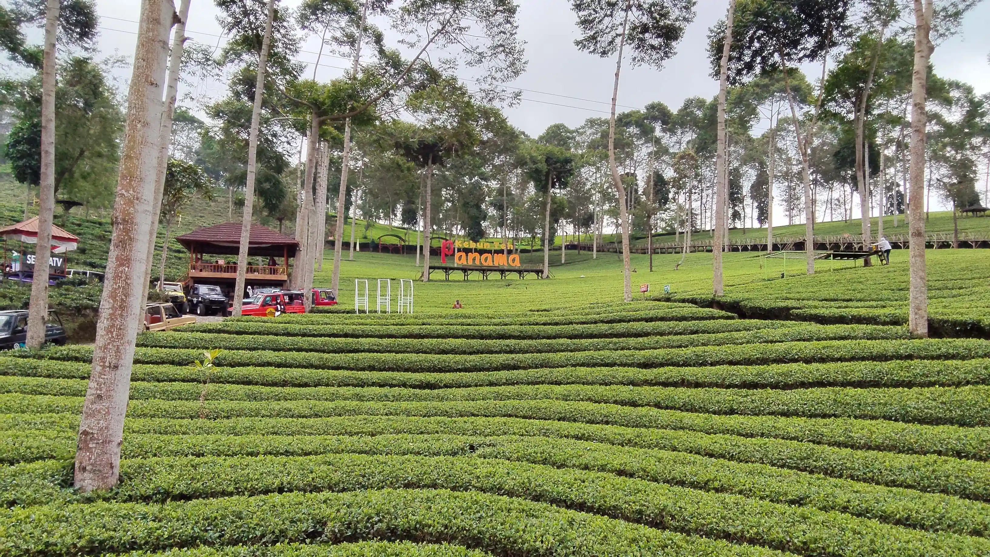 kebun teh panama