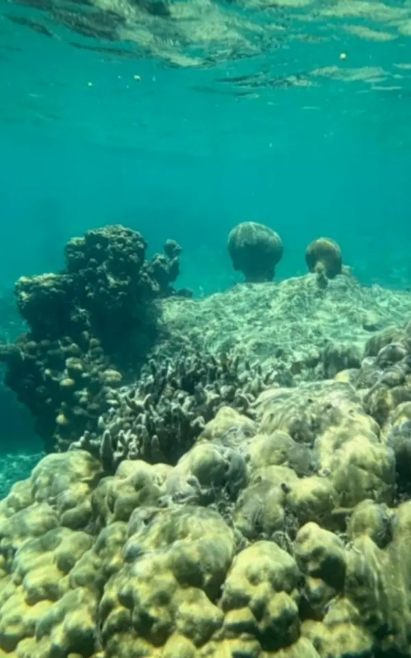 Snorkeling di Pulau Sepa